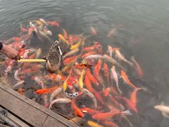 -沈阳鸟岛