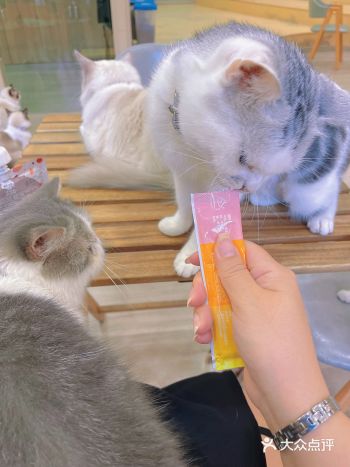 好多喵喵，治愈系的下午