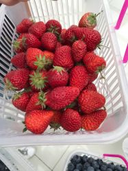 -蓝呗呗蓝莓草莓采摘园(通州区马驹桥店)