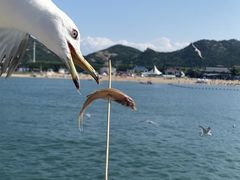 -海驴岛(荣成市)
