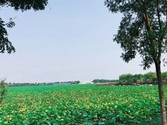 -天津东丽湖风景区