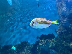 -上海海洋水族馆