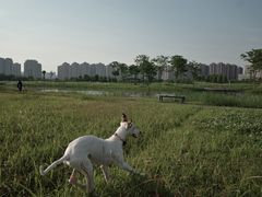 -洋湖国家湿地公园
