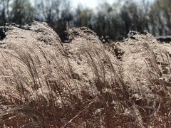 -野鸭湖国家湿地公园