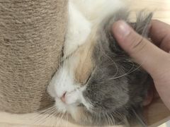 -楼上猫咖(罗湖店)