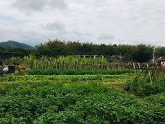 -丰依竹食·老牌竹筒饭