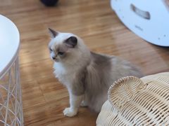 -momokira米努特·德文卷毛猫·棉花面纱犬
