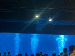 -海合安武汉极地海洋公园