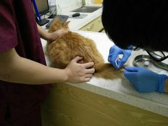 -芭比堂动物医院广州顽皮分院