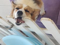 -怪兽屋·羊驼·猫咖·狗咖(俊华广场店)