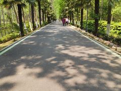 -合肥滨湖国家森林公园