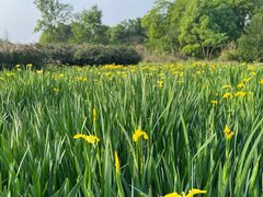 -桤木河湿地公园