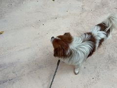 -瑞派康怡24h宠物医院·犬猫医疗中心·微创绝育(瑞景分院)