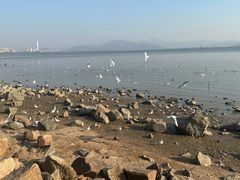 -深圳湾公园(南山区)