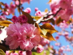 -高东镇樱花园