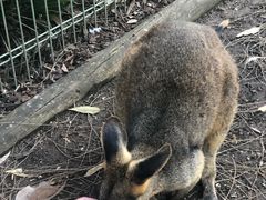 -费瑟代尔野生动物园