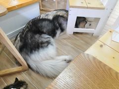-李小姐の猫咖啡馆(五角场店)