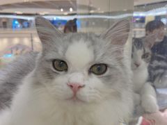 -COLOR PETS 撸猫馆·购猫·猫咖(长风大悦城店)