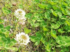 -长沙黑麋峰国家森林公园