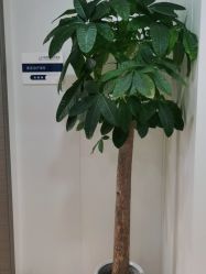 -郑荃丽格医疗美容