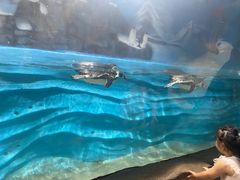 -锦艺城海洋馆