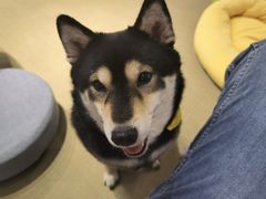 -逗柴咖啡屋·狗咖猫咖宠物桌游