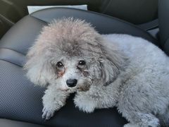 -FAELING PETS美天灵宠物(富力广场店)