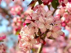 -海棠花溪(元大都城垣遗址公园)