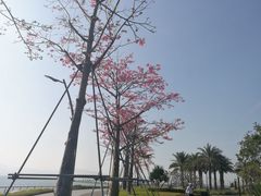-深圳湾公园(南山区)
