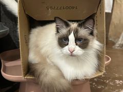 -猫猫幼稚园·撸猫·桌游·电玩