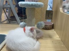 -屋虎猫馆(宝安大仟里店)