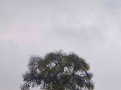 -御道口草原森林风景区