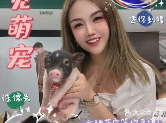 武汉首家遇见萌宠龙猫刺猬小香猪等你来撸