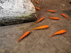 -楚禾宴·家宴(光谷大道店)