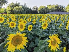 -长白岛森林公园