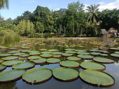 -中国科学院西双版纳热带植物园