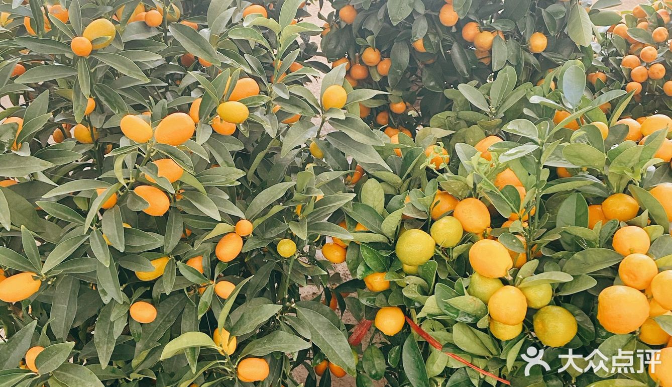 南京 安德门 最好逛的花卉市场