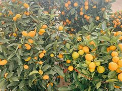 -金陵花卉交易市场