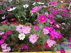 -松山湖南湖湾露营营地