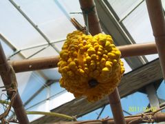 北京观光南瓜园&nbsp;(34)-观光南瓜园