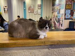 -猫小院猫主题咖啡厅(北锣店)