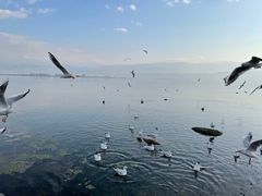 -西昌邛海湾柏樾酒店(原邛海湾柏栎度假酒店)