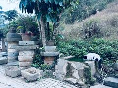 -靖西鹅泉风景区