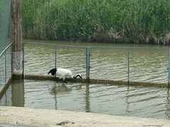 -盐城丹顶鹤湿地生态旅游区