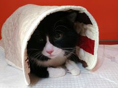 -瑞派福兴宠物医院犬猫全科·骨科·中西医结合(河东店)