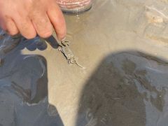-南汇新城海滩