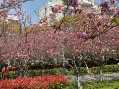 -高东镇樱花园