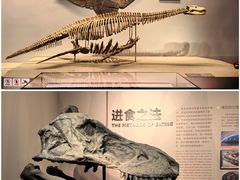 -自贡恐龙博物馆