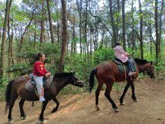 -铁山坪森林公园