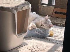-喵zoo家庭繁育猫舍(尖东智能花园店)